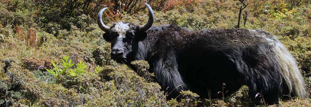 Gokyo-See-Wanderung | Wanderung im Gokyo-Tal